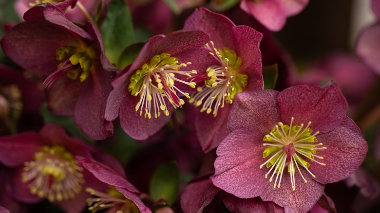 Hellebore flowers in greenhouse