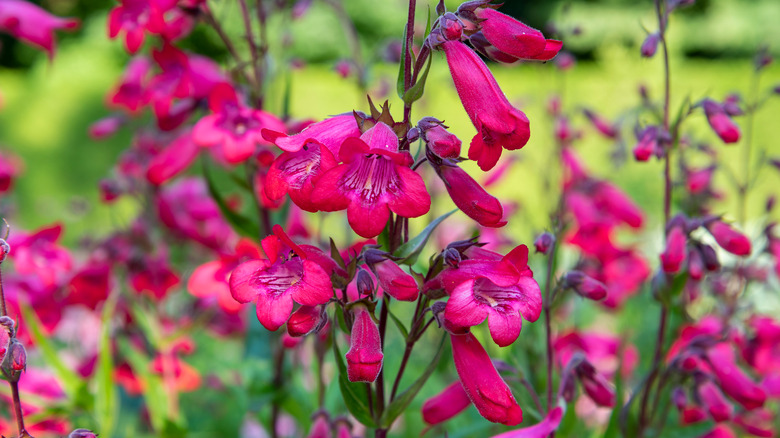 Close-up penstemon