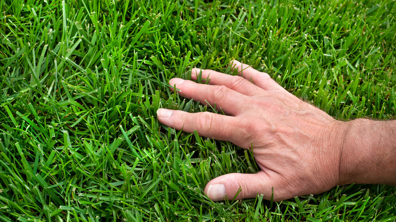 A man touches a healthy tall fescue lawn.