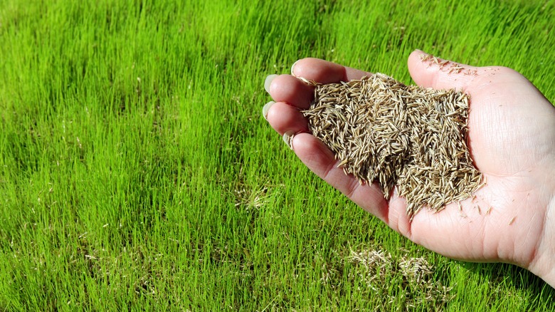 Gardener holds a handful of grass seed above lawn.