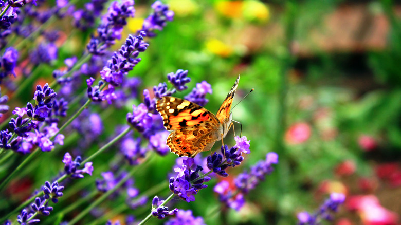 mixed flower bed with lavender