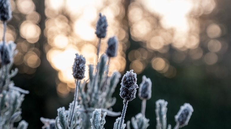 frosted natural grasses