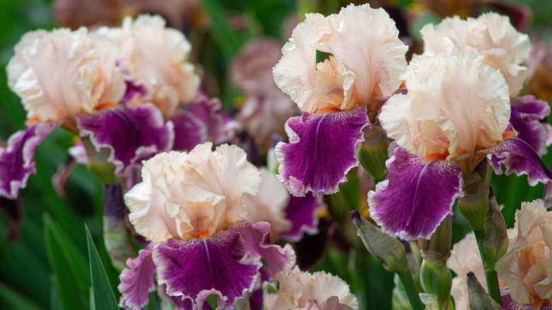 pink and purple Bearded Iris