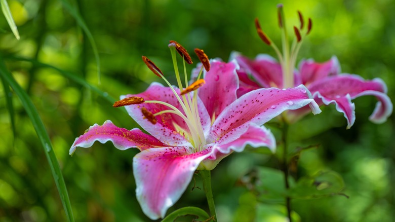 stargazer oriental lily