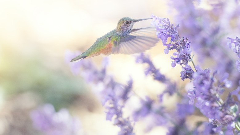 Hummingbird feed on purple flowers