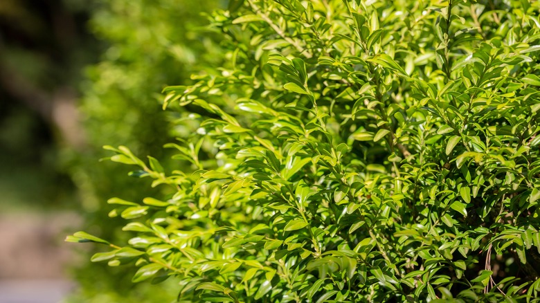 boxwood shrub