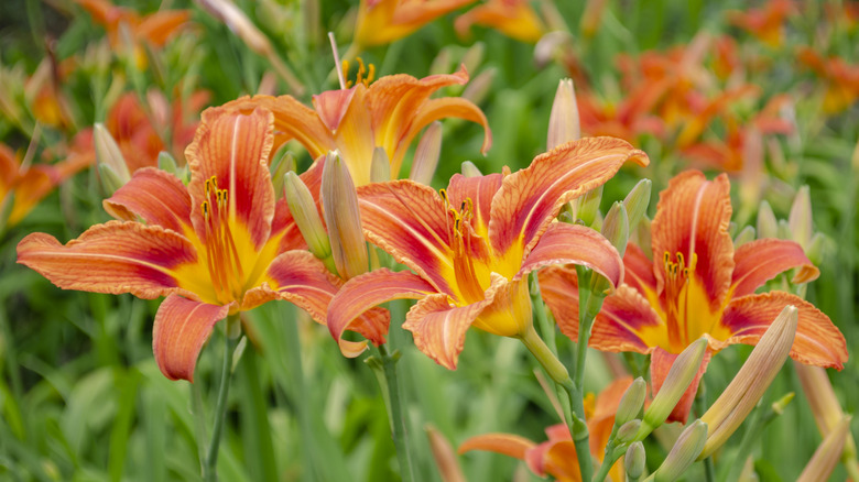 orange daylilies