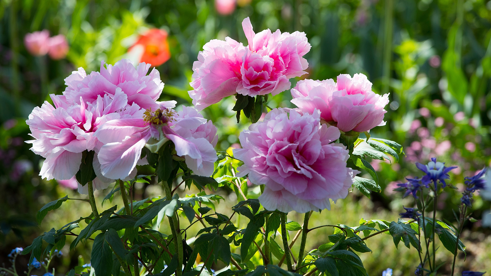 Peonies: How to Grow & Care for this Classic Perennial