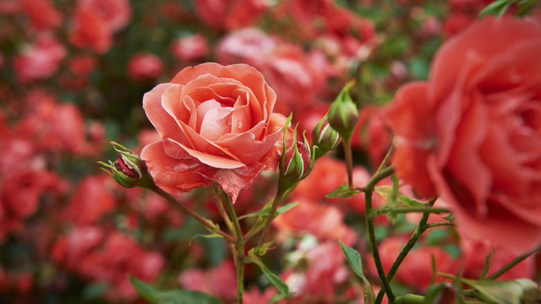 red roses 