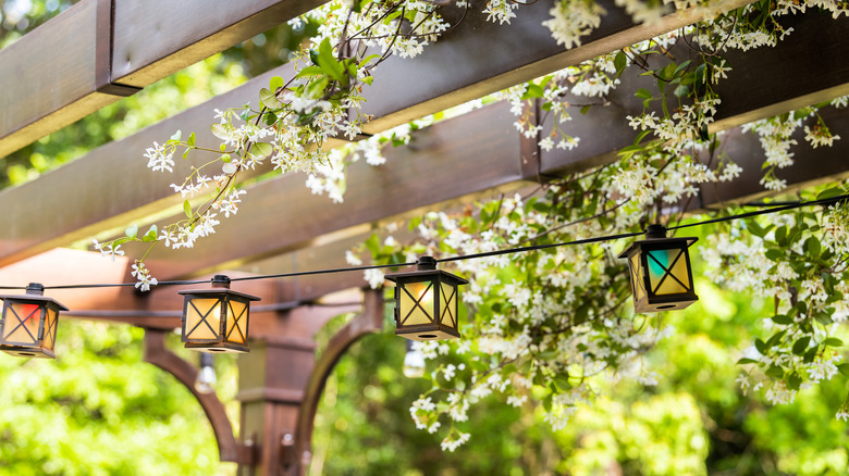 Pergola with vines and lights