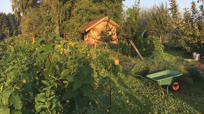 Natural permaculture garden at sunset