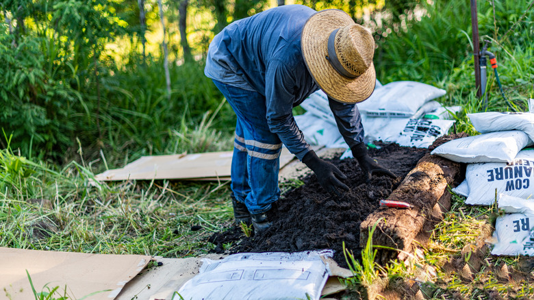 Gardener spreading manure