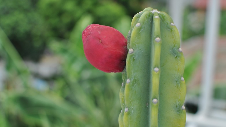 Peruvian apple cactus