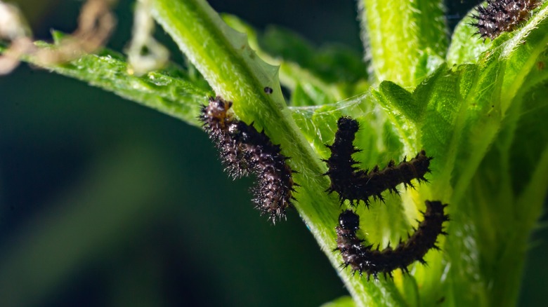 Pesky Poisonous Caterpillars To Watch Out For In Your Garden