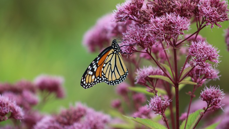 Pesky Problems You Might Encounter When Growing Joe Pye Weed