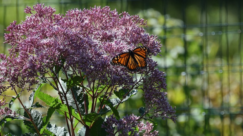 Joe Pye weed w/butterfly