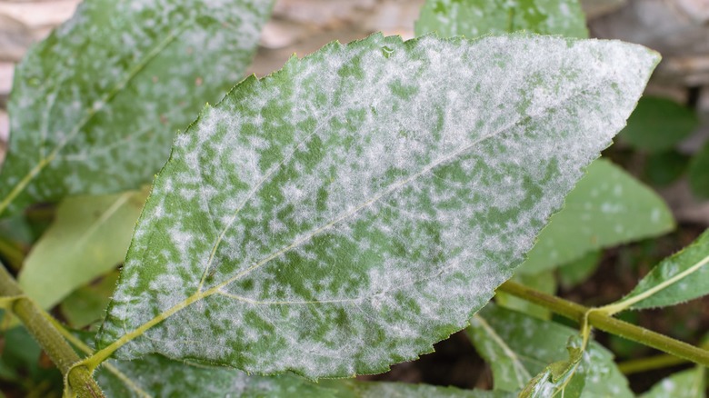 powdery mildew on a leaf 