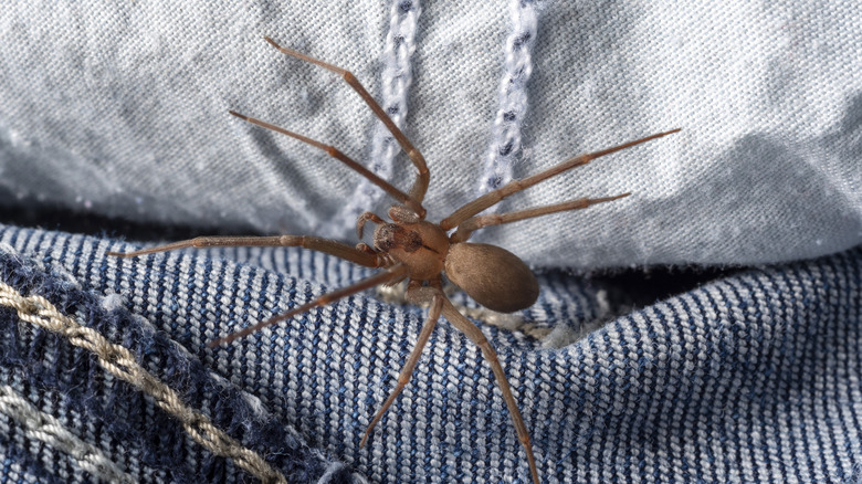Brown recluse spider crawling on jeans