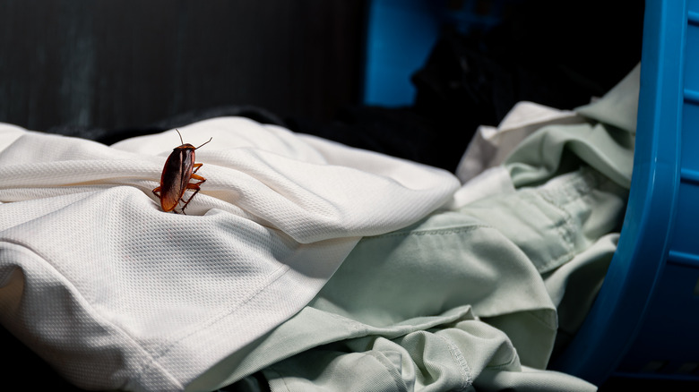 Cockroach hanging on clothes peg on a wire hanger