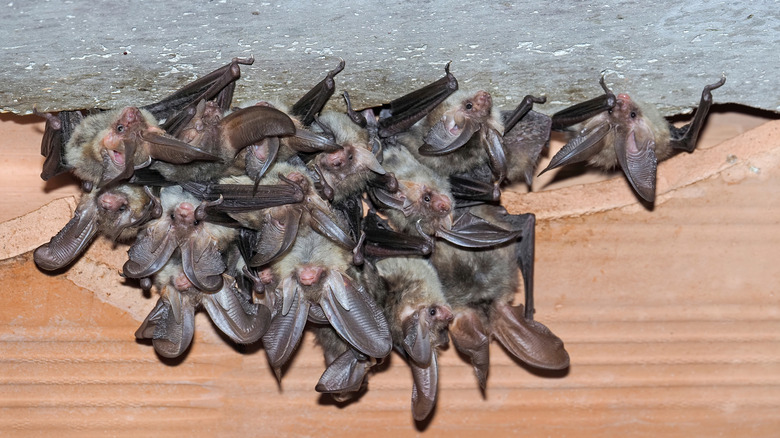 A colony of bats