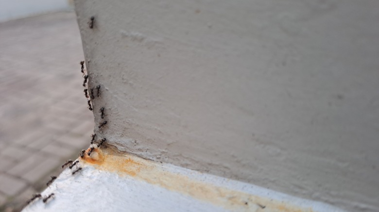 Carpenter ants crawling on a wall