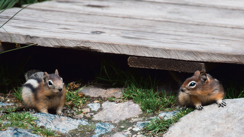 Two chipmunks crawling out of hole