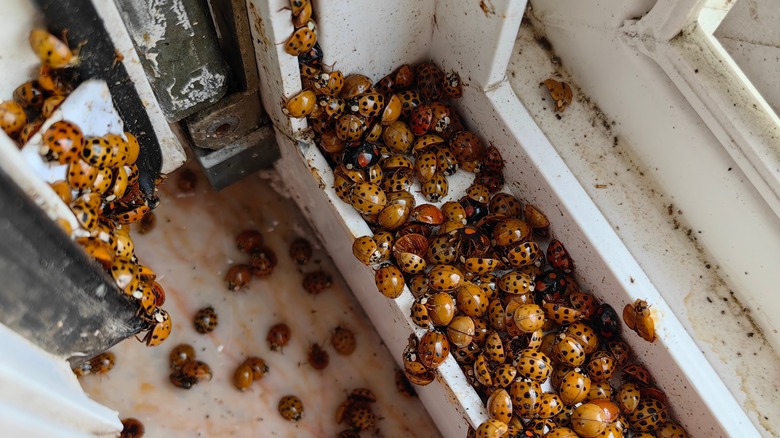 Ladybugs around a window