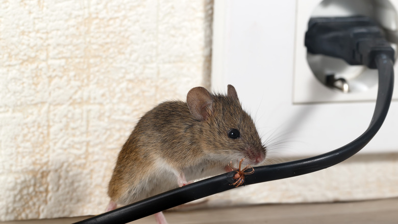 Rat chewing a cord