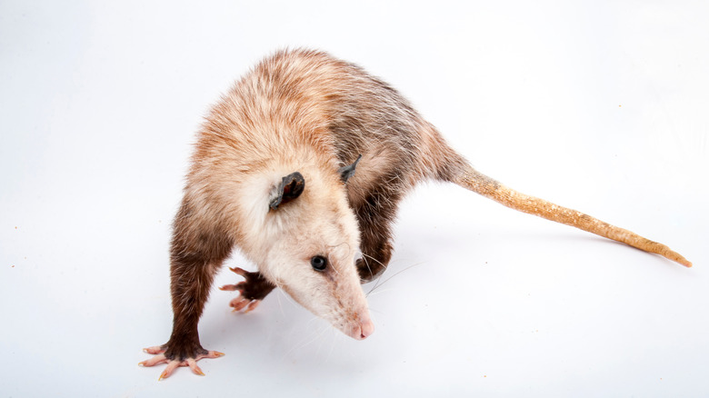 an adult opossum