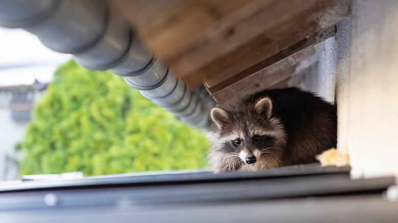 Raccoon on a shed