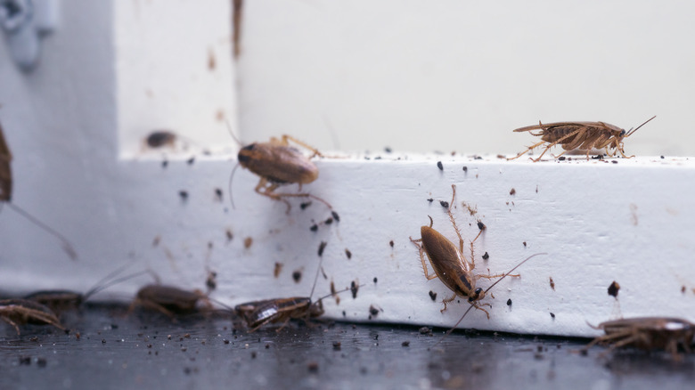 Roaches and their droppings