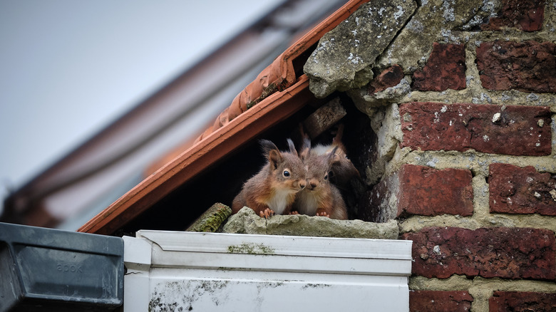 Squirrels in a hole on the wall