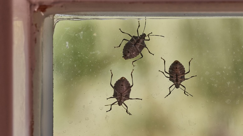 Stink bugs on a window