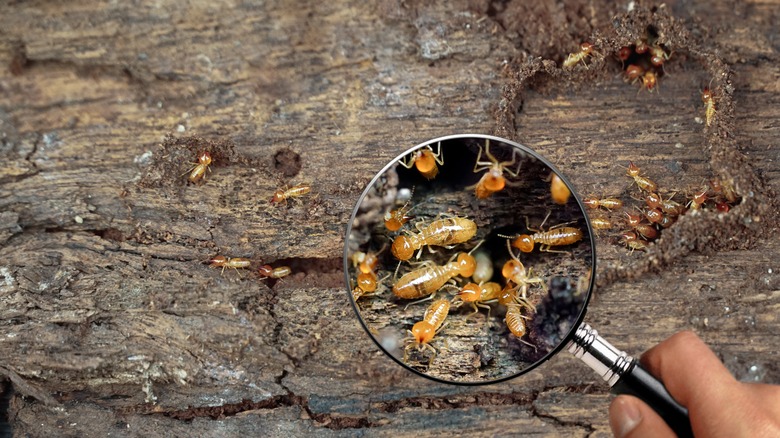 Termites eating wood