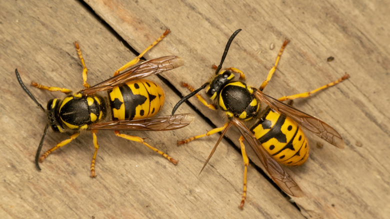 Two yellowjackets on a board