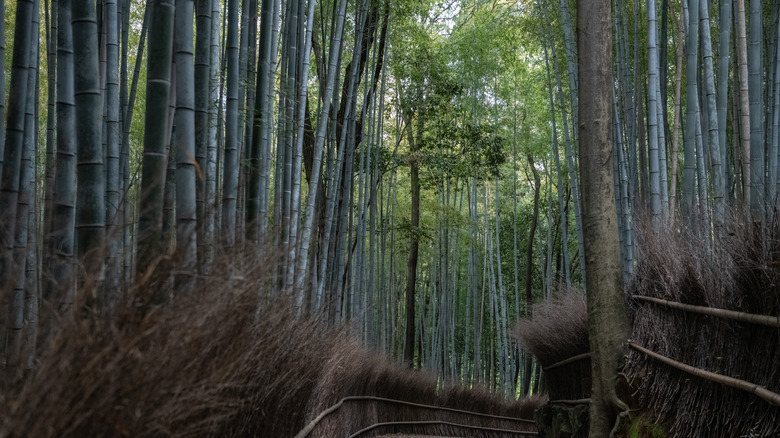 Bamboo forest