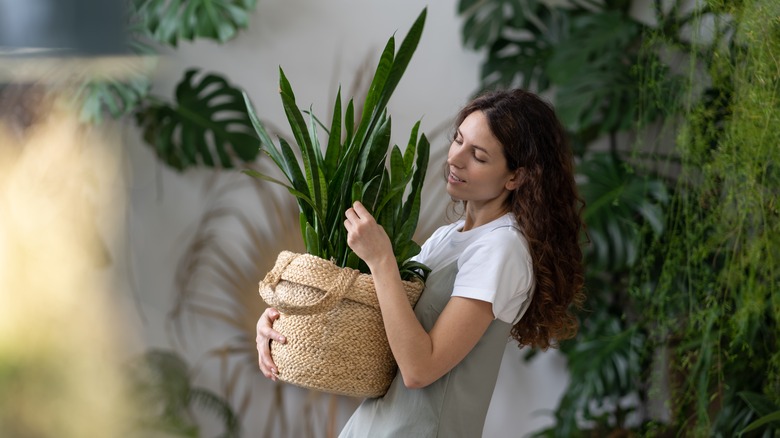 Woman carrying potted snake plant