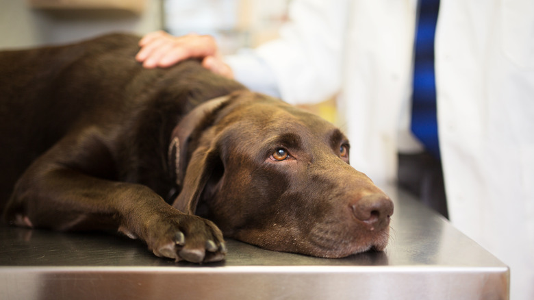 Brown Labrador on veterinary table