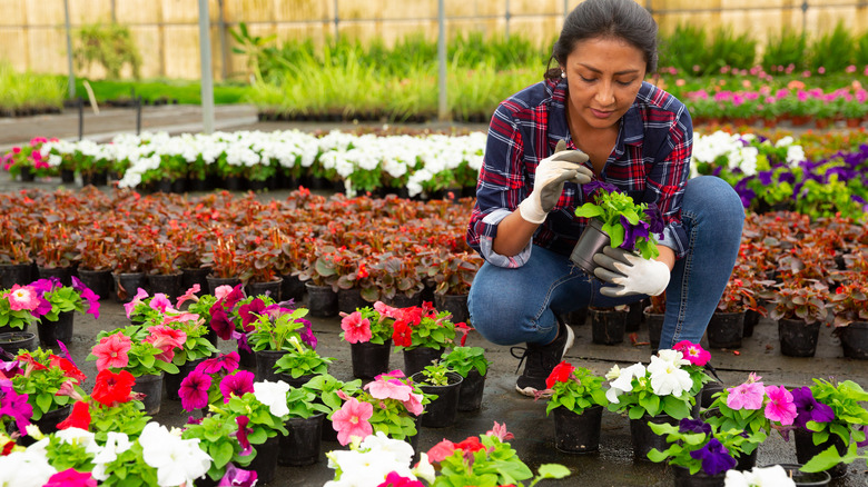 woman caring for petunias