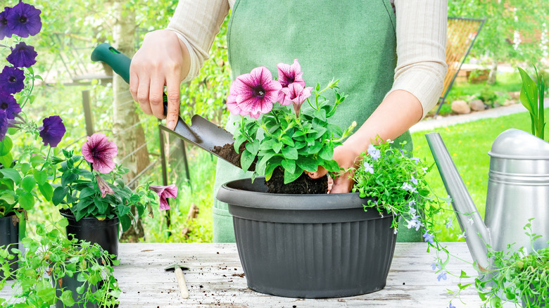 repotting petunias in a container