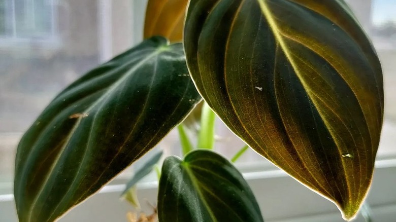 Potted black gold philodendron