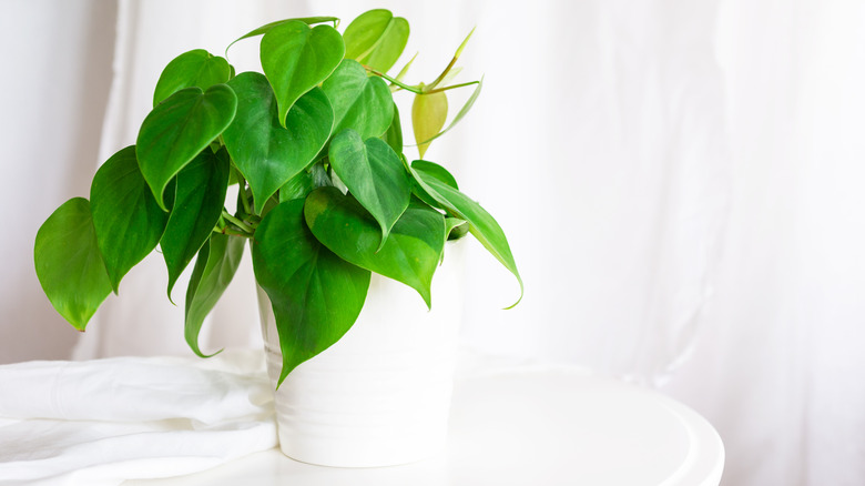 Philodendron scandens in pot