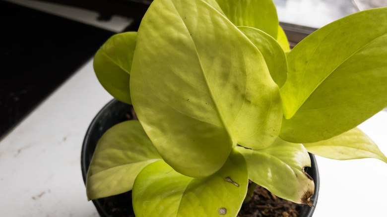 Potted lemon lime heartleaf