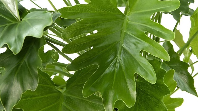 Philodendron laciniatum leaves