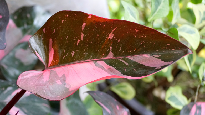 Philodendron pink princess' leaves