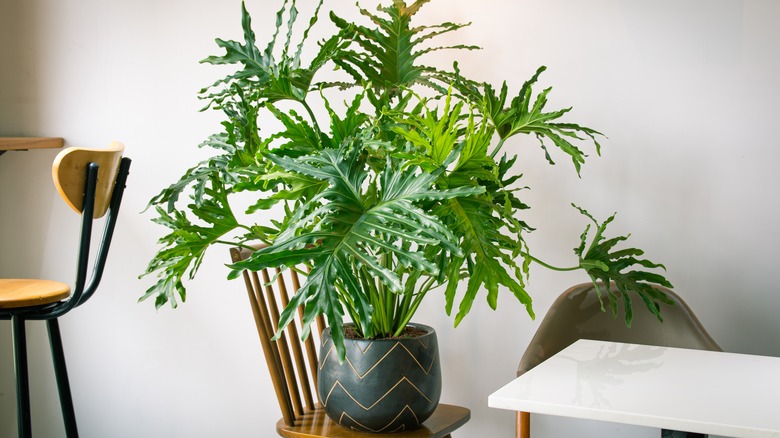 Tree philodendron in pot