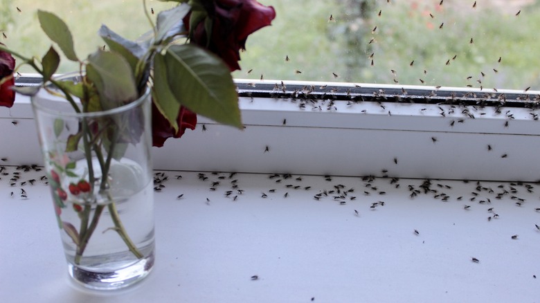 fly infestation by windowsill