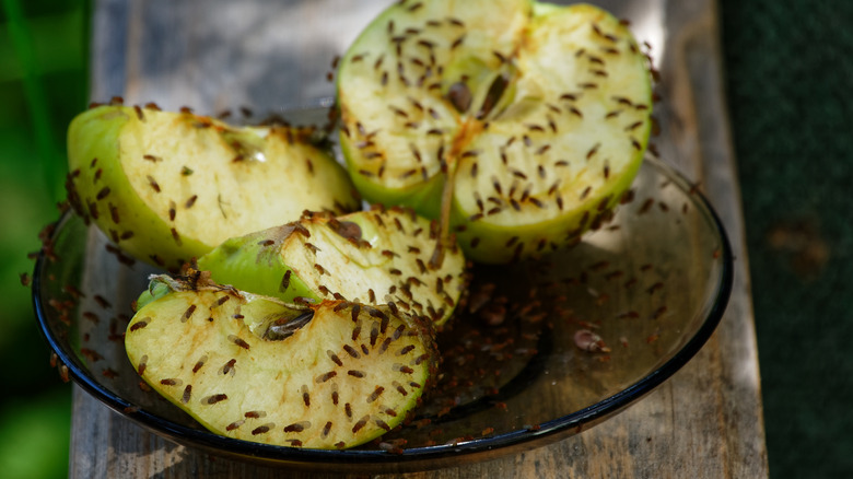 fruit flies on apple