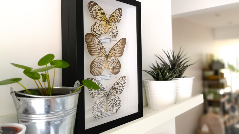 plants on white picture ledge