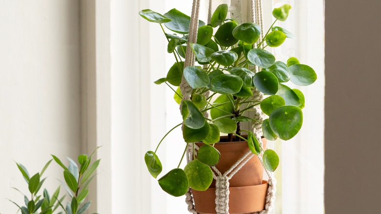 Hanging pilea peperomioides